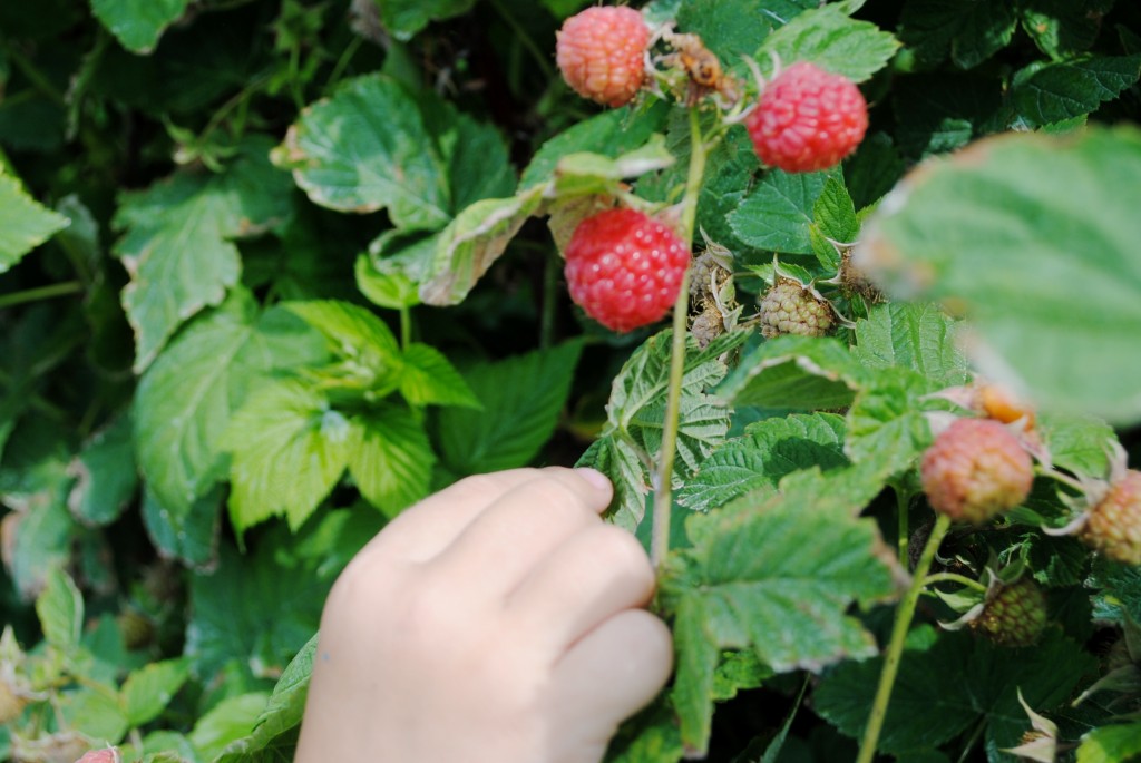 picking raspberries