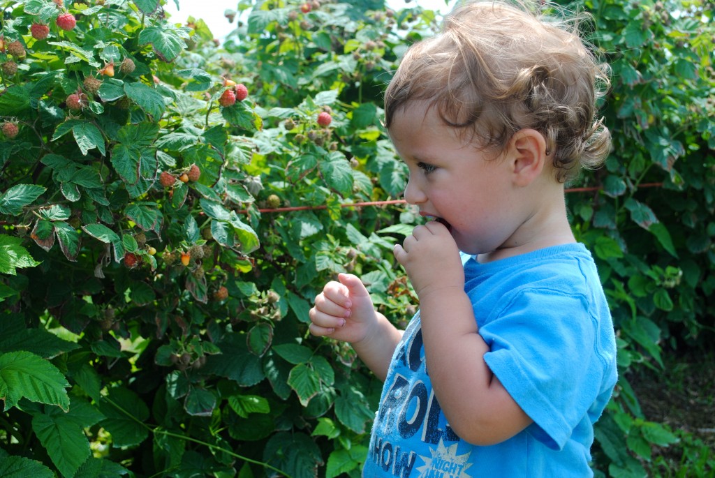 Bryce raspberries