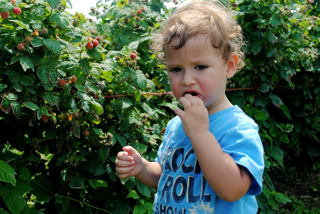 picking berries