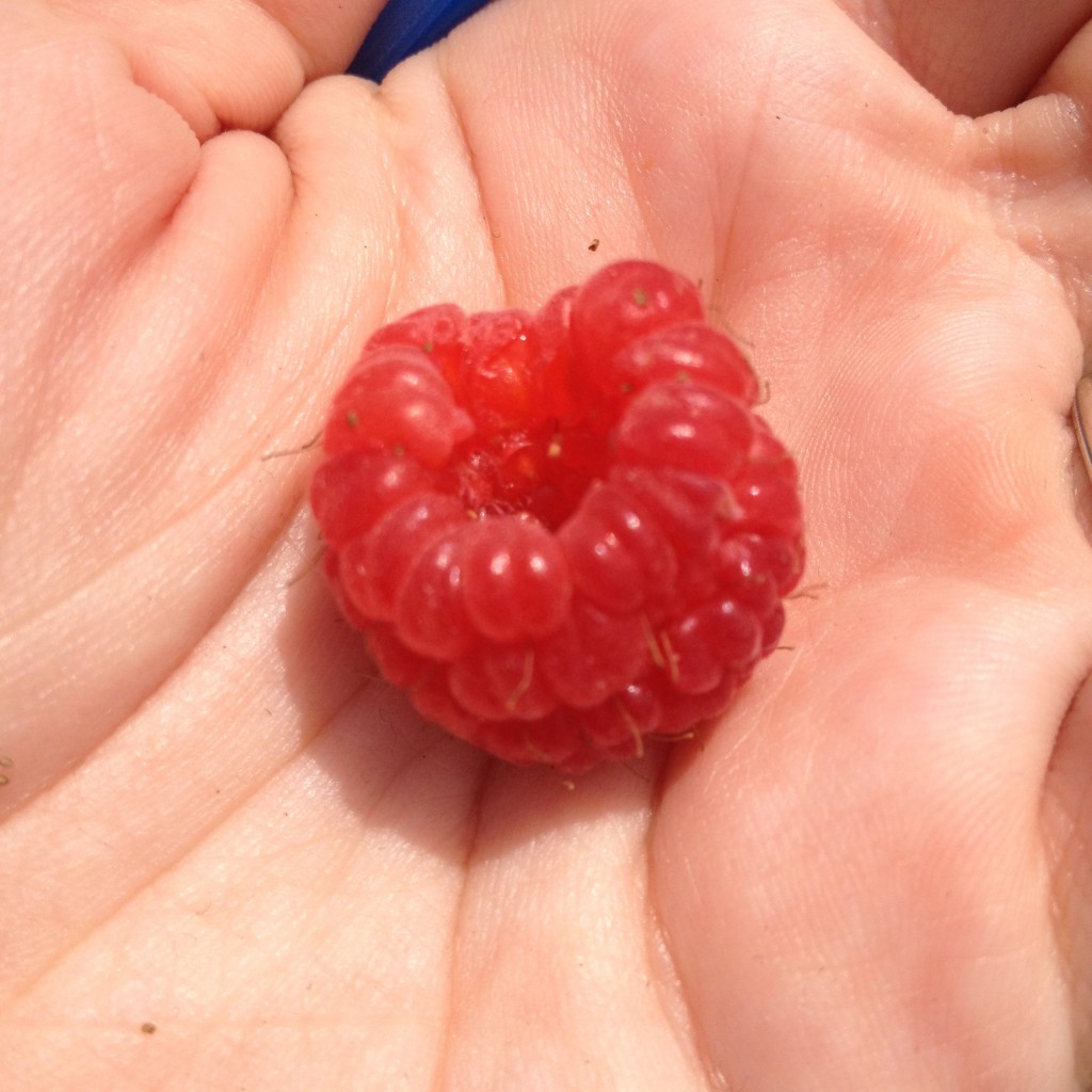 hollow raspberry