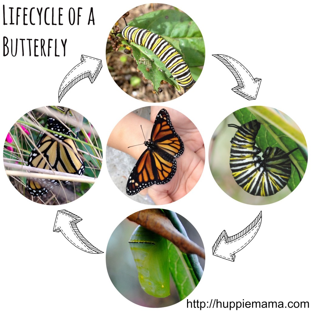life-cycle-of-a-butterfly-our-potluck-family