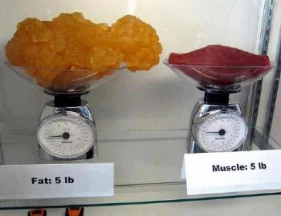 5lbs of fat vs 5lbs of muscle