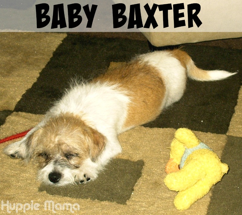 Baby Baxter