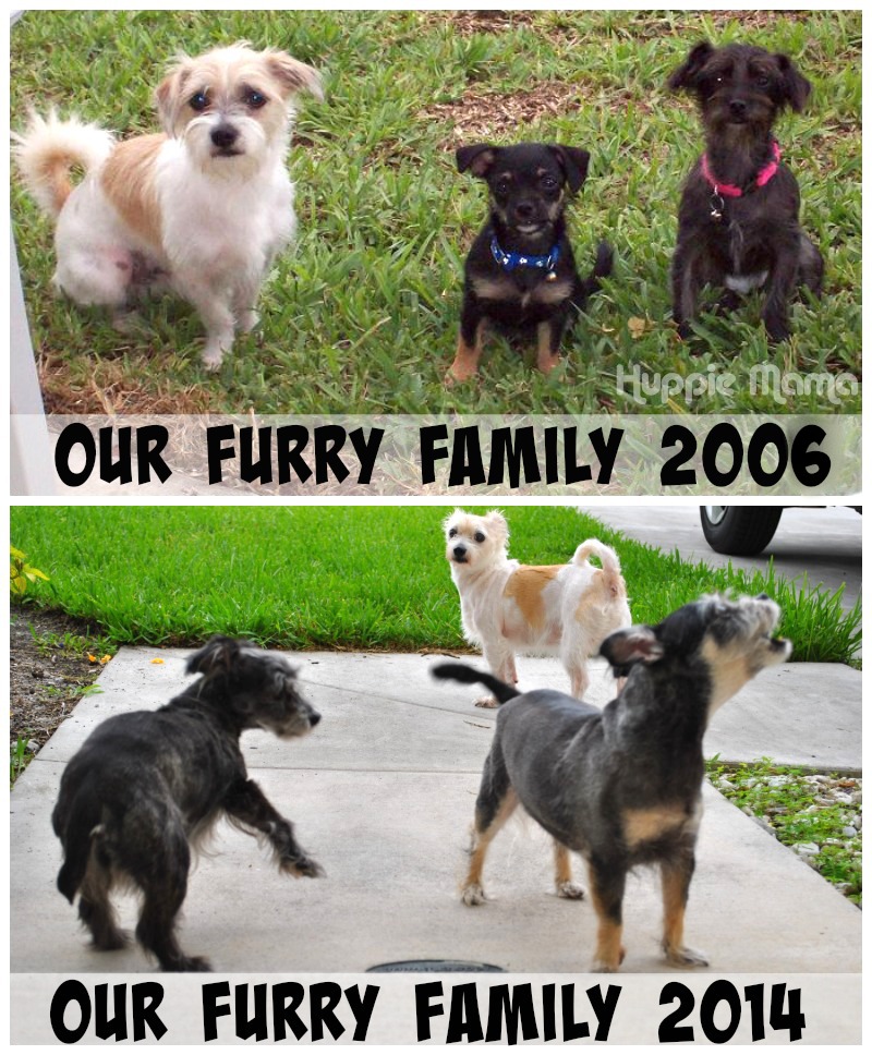 Our Furry Family