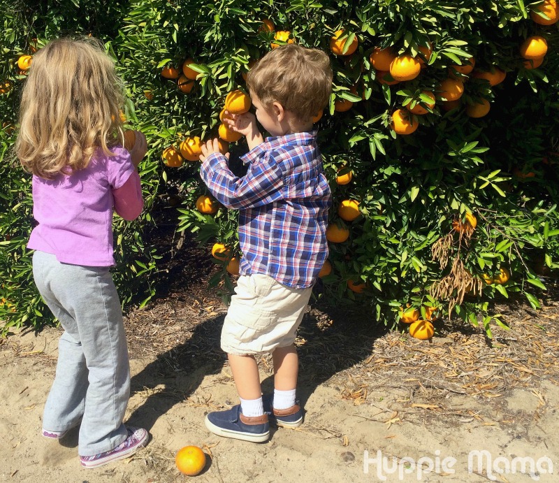 kids picking oranges