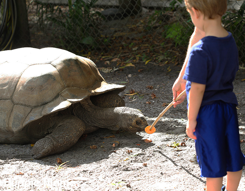 Bryce feeds tortoise