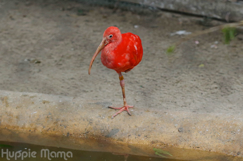 One-legged bird