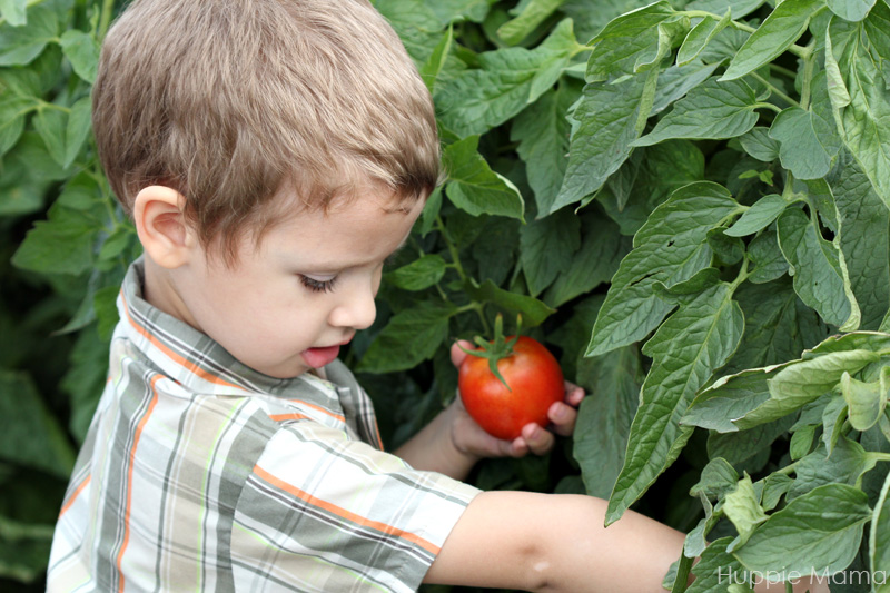 Bryce picks tomato